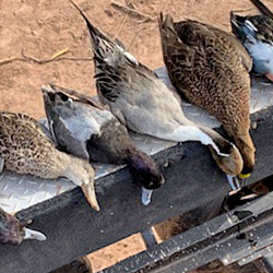 250x250ducks2020b.jpg